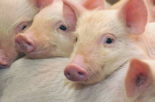 Башкирия поставляет племенных свиней в Казахстан