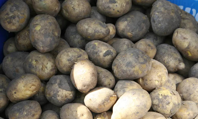 Вы в какую сторону регулируете? Почему в Казахстане выросли цены на картофель
