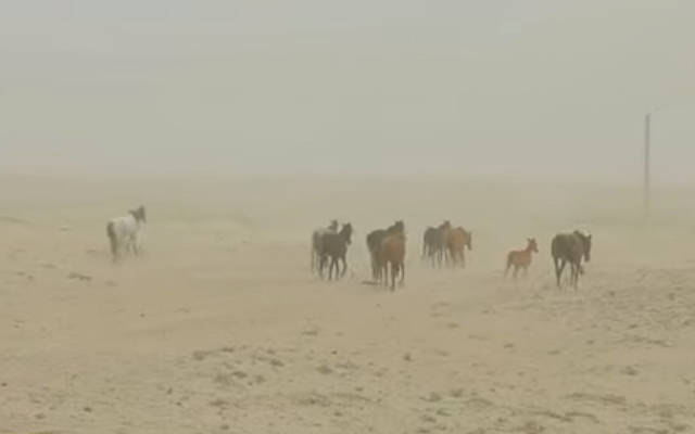 От засухи пострадали шесть из 14 областей Казахстана