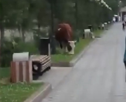 В Семее коровы пасутся прямо в парках и скверах