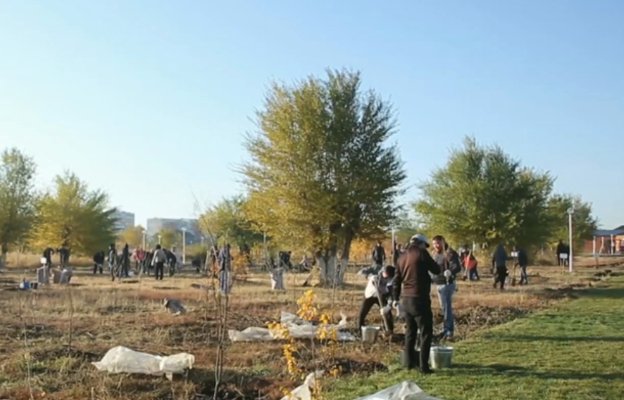 100 тысяч деревьев высадят в Актобе до конца года