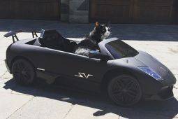 Диджей подарил своему коту Lamborghini