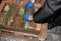 Полиция Испании обнаружила 200 кг кокаина в ананасах