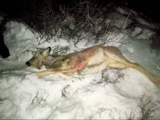 Браконьер из Семея отстрелил сибирскую косулю в ВКО