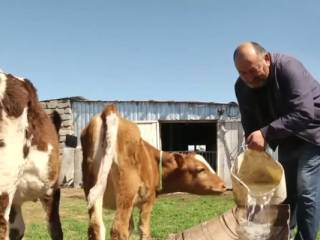 Фермеры грозятся вырезать весь скот из-за цен на молоко