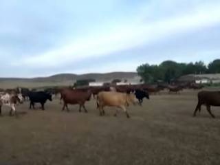В Карагандинской области скоту грозит голод