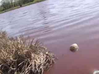 Воду с кровью со скотобоен сливают на поля в Туркестанской области