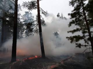 Руководство резервата «Семей-Орманы» подозревают по делу о пожаре в Абайской области