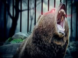 Стали известны подробности нападения медведя на жителя СКО