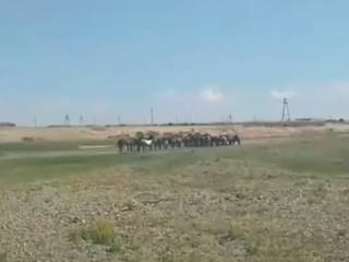 Свыше полусотни лошадей угнали в Восточно-Казахстанской области