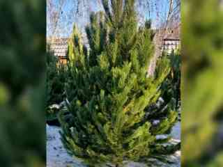 В Костанае пропали елки, подаренные детскому дому