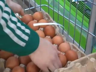 Цены на куриное яйцо заморозят в Казахстане