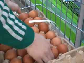 Цены на куриное яйцо заморозят в Казахстане