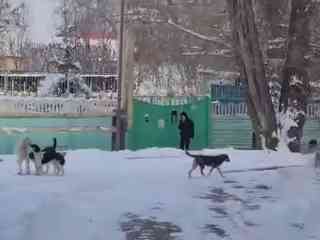Бездомные собаки держат в страхе жителей Алматы
