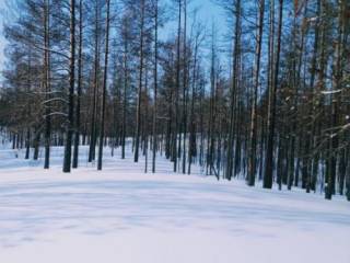 В Абайской области распродают лес
