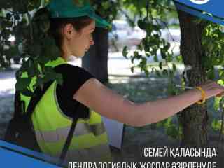 В Семее разработают дендроплан