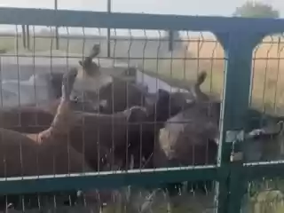 Жителей Карагандинской области напугали туши животных