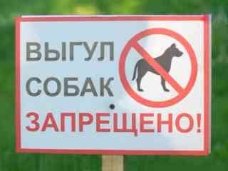 В центре Семея запретили гулять с собаками