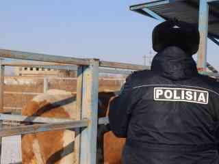 В области задержали мужчину, укравшего трёх лошадей