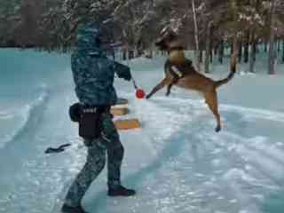 В области служебными собаками было раскрыто 28 преступлений