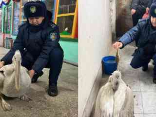 В Семее редкого пеликана передали сотрудникам полиции