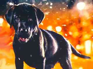 На мужчину, выбросившего щенка с 5-го этажа, совершено нападение