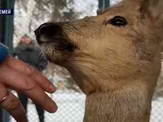 На окраине Семея нашли косулю с ошейником