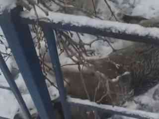 Пьяный работник отлова стрелял в чипированных собак в одном из дворов в Семее