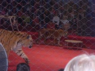На арену выходят тигры