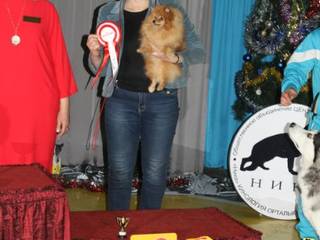 Городская выставка собак «Рождественские встречи в Семее»