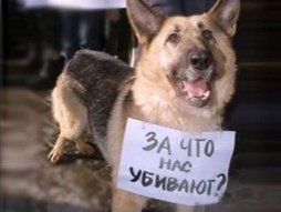 В Павлодаре живодёру грозит солидный штраф