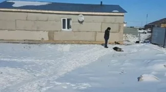 Овчарка загрызла ребенка своих хозяев в Акмолинской области