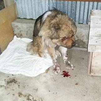 Пьяная компания жестоко забила собаку дубиной в Семее