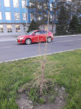 В центре Семея планируется вырубить большую часть деревьев