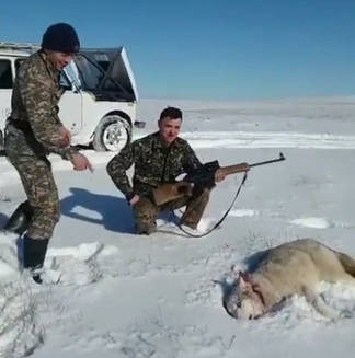 В Казахстане подстреленный волк набросился на охотника