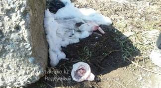 В ЮКО в китайской сумке оставили новорожденную девочку