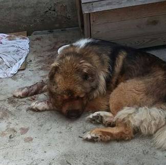 Житель Семея в соцсетях признался в жестоком избиении собаки и пригрозил сочувствующим