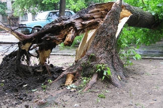 В Семее упавшим деревом придавило молодого человека