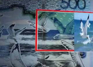 Фотограф из Канады, заявившая права на чайку с казахстанской банкноты, намерена доказать свое авторство
