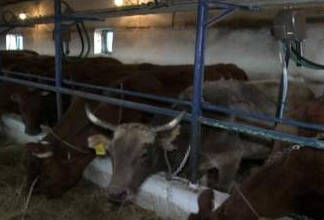Бескарагайский район взял курс на развитие молочного производства