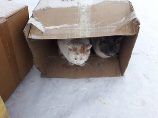Попали в тлен