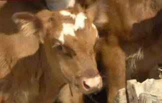 От неизвестной болезни в Атырауской области гибнет скот