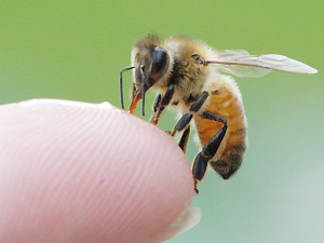Горожан кусают осы и пчелы