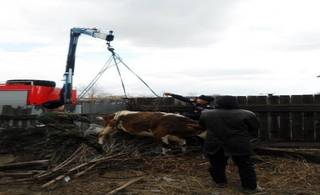 В Семее спасатели вытащили упавшую в канализационный колодец корову