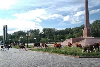 В Семее на территории мемориального комплекса «Сильнее смерти» вольготно пасется скот