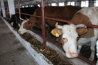 Крестьянские хозяйства Семея кооперируются для развития животноводства