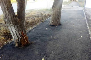 При благоустройстве тротуара в Семее в асфальт закатали несколько деревьев