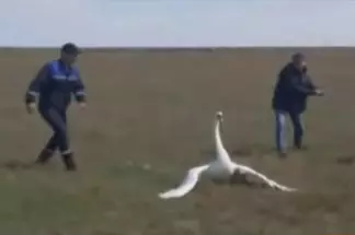 В Караганды развернулась целая кампания по спасению раненого лебедя
