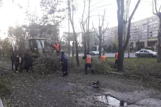 Законно ли спиливание деревьев в Семее