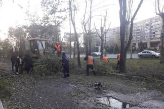 Законно ли спиливание деревьев в Семее